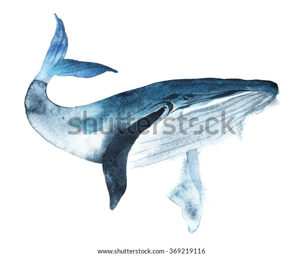 白い背景に水彩クジラの手描きのイラスト 現実的な水中動物の芸術 のイラスト素材