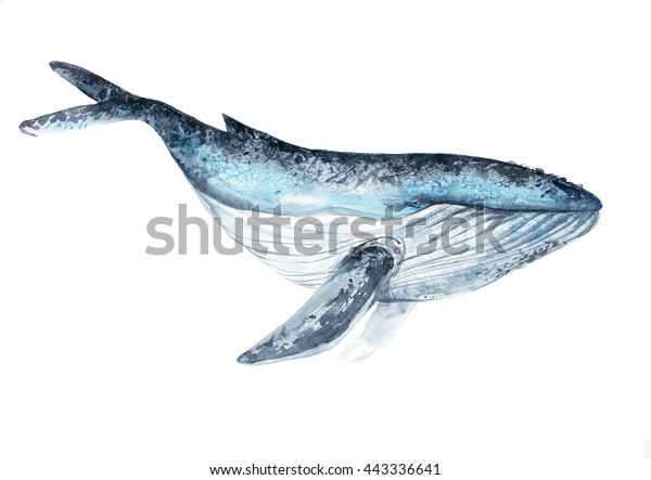 水彩鯨画 白い背景に手描きのリアルなイラスト のイラスト素材 443336641