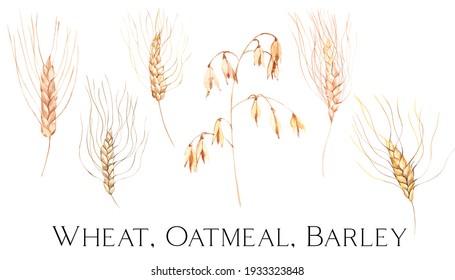 Watercolor Wheat, Oatmeal, Barley Clipart. Pampas Clipart For Boho Wedding, Backery Logo, Farm Clipart, Bread And Bakery Png