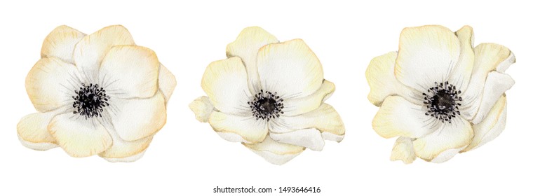 Watercolor White Anemone Flowers Set  Hand Drawn Illustration