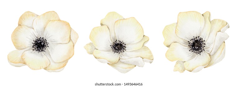 Watercolor White Flower Images Stock Photos Vectors Shutterstock