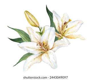 Watercolor white lily. Flower bud illustration on white background for cards, wedding invitations and packaging design - Powered by Shutterstock