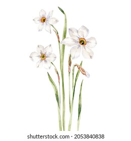 Watercolor white narcissus flowers. Hand drawn botanical illustration of blooming plants.