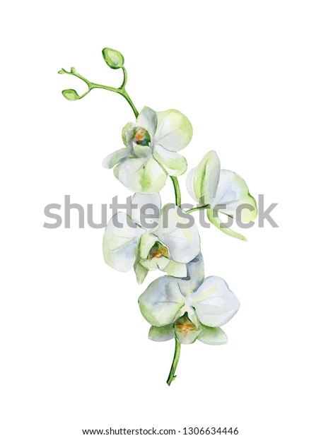 Watercolor White Orchid Flower Isolated On Stock Illustration