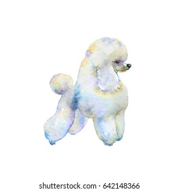 Watercolor white puddle with grooming. Hand drawn dog portrait. Painting isolated pet illustration on white background