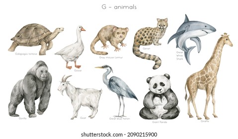 Watercolor Wild Animals Letter G. Galapagos Tortoise, Goose, Grey Mouse Lemur, Genet, Gorilla, Goat, Giant Panda, Giraffe. Zoo Alphabet. Wildlife Animals. Educational Cards With Animals. 