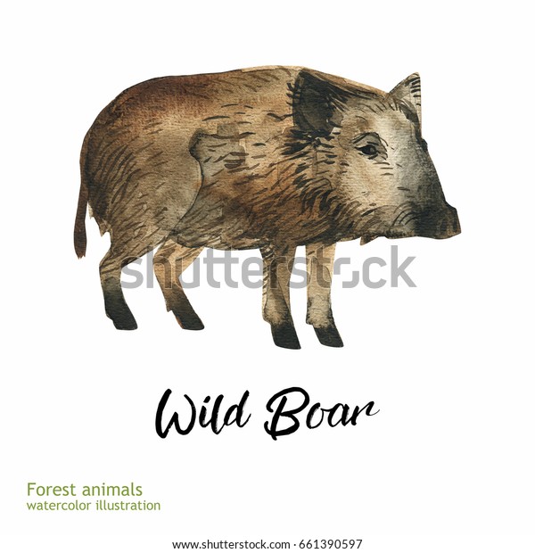 猪図 白い背景に手描きのリアルなイラスト 写実的な林業動物芸術 のイラスト素材