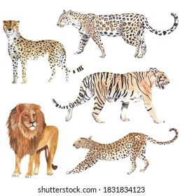 Watercolor Wild Cats Illustrations Big Cats Watercolor Clipart Tiger Lion Jaguar Cheetah Leopard African Safari Animals Jungle Wildlife Dangerous Animals Realistic Watercolor Animals