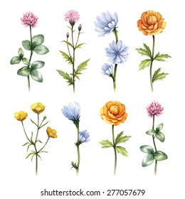 Watercolor Wild Flowers Illustrations