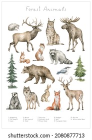 Watercolor Wild Forest Animals. Elk, Moose, Hedgehog, Lynx, Hare, Stoat, Raccoon, Squirrel, Bear, Wolf, Badger, Fox, Deer. Hand-painted Woodland Wildlife. 