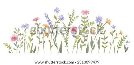 Watercolor wild herbs and flowers illustration. Hand painted meadow with grass and wildflowers isolated on white background. Floral border