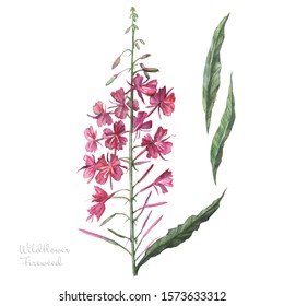 
Watercolor Wildflower Fireweed. Flower. Herb Tea. Botanical Sketch. Real Watercolor.