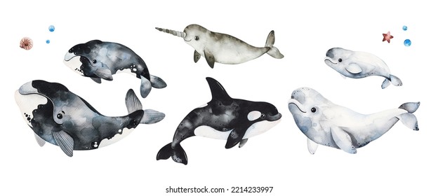 Watercolor  winter collection and whales  narwhal   beluga Isolated animals Perfect for invitation wallpaper print textile holiday school patterns scrapbooking packaging etc