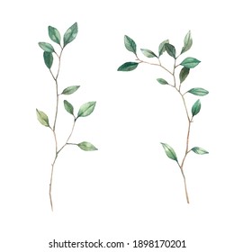 Watercolor wood twigs with buds and leaves. Set of hand drawn elements isolated on white background. Natural illustrations