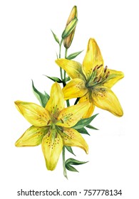 Watercolor Yellow Lily On A White Background