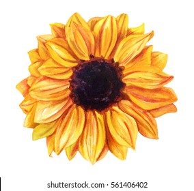 A watercolor yellow sunflower, hand painted in the style of vintage botanical art on white background