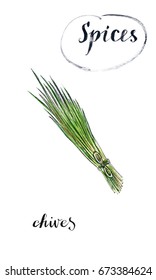 Watercolor Young Green Fresh Chives Bunch, Hand Drawn, Illustration