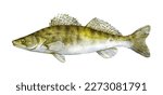 Watercolor zander, sander or pikeperch (Sander lucioperca). Hand drawn fish illustration isolated on white background.