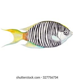 Watercolor Zebra Angel Fish. Hand Draw. Isolated On White Background. Colorful Hand Draw Fish. 