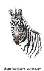  Watercolor Zebra Isolated On White Background