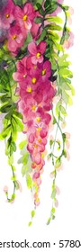 Watercolour backdrop sketchy in asian paint style. Pink Wysteria in park. Greeting card with space for text on white fond