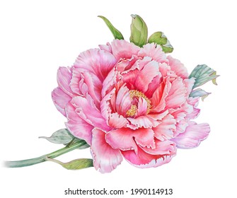 Watercolour Botanical Illustration Of A Bright Pink Peony. Morning Peony.