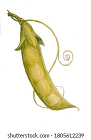 Watercolour Drawing Of Closed Pea Pod