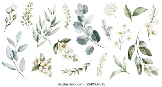 Watercolour floral illustration set. White flowers, green leaves individual elements collection. Green branches, eucalyptus, chamomile. For wedding invitations, anniversary, birthday, prints, posters.