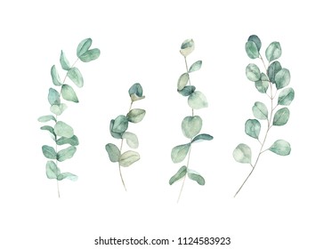 Watercolour floral set. Hand drawn isolated illustration. Botanical art background