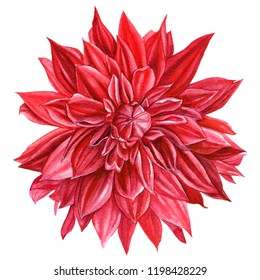 Watercolour Flowers  Red Dahlia On An Isolated White Background, Illustration, Hand Drawing