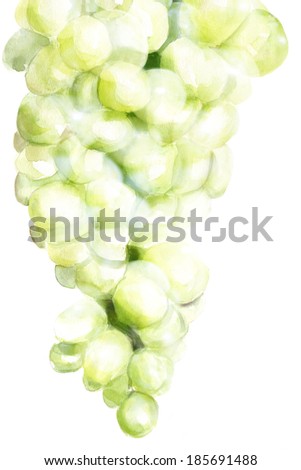 Watercolour grapes on white background