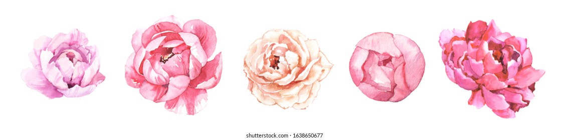 Watercolour Hand Painted Botanical Gentle Peony Flowers Illustration Set Isolated On White Background