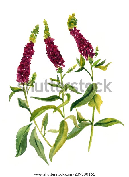 Watercolour Heather Flower On White Background Stock Illustration ...