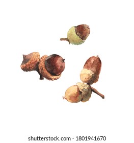 Watercolour Highly Detailed Clip Art Illustrations Of Acorns