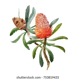 Watercolour Illustration Of Australian Orange Flowers Banksias, Greeting  Postcard