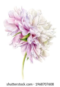 Watercolour Illustration. Hand-drawn Delicate Peony Flower On The Stem.