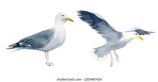 Watercolour Illustration Of A Seagull