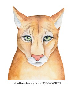 Watercolour illustration of wild Cougar, Mountain Lion or Panther. Symbol of protection, agility, strength, wisdom and wealth. Hand painted graphic drawing. Sandy color with red nose and green eyes.