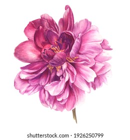 Watercolour Image Of A Purple Plant. Detailed Realistic Peony For Print, Postcard, Poster, Book Decoration And Other Printed Products.