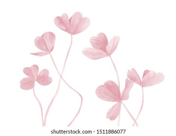 Watercolour light pink leaves. Clover stems. Botanical illustration isolated on white background.