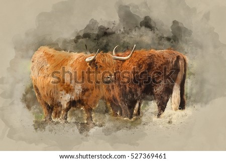 Watercolour painting of Beautiful Scottish Highland Cattle grazing in field 