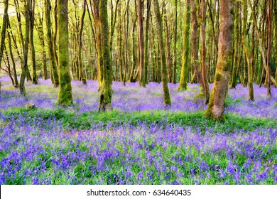 Watercolour Painting Of Bluebell Woods In The Cornwall Countryside