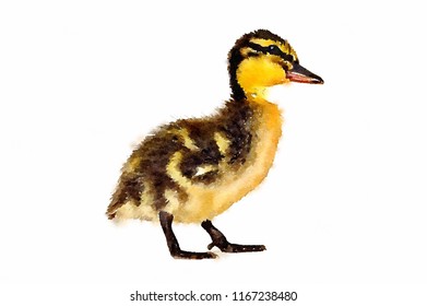Watercolour Painting Of A Duckling. Baby Mallard Duck Standing On A White Background.
