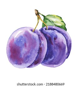 Watercolour Plums With Leaves On White Background. Food Illustration.