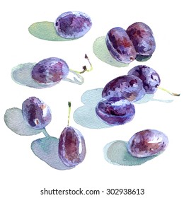 Watercolour Sketch Of Plums