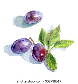 Watercolour Sketch Of Plums With Green Leaves