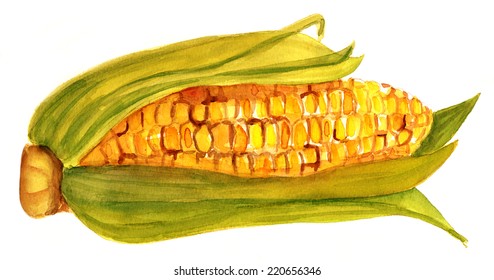 Watercolour Sweet Corn On White Background