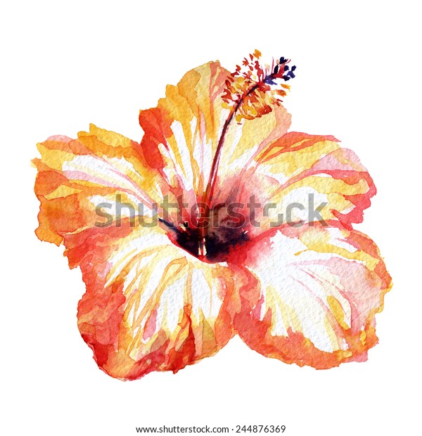 Illustration De Stock De Fleurs Tropicales à Laquarelle