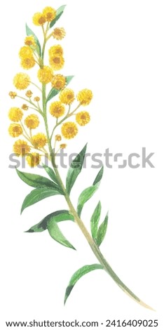 Wattles Watercolor hand drawing painted illustration.