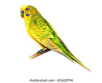 992 Small Yellow Parrot Drawing Images, Stock Photos & Vectors ...